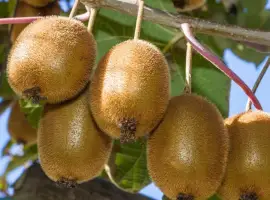 Зображення для оголошення Киви Дженни (Actinidia deliciosa Jenny)