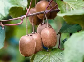 Зображення для оголошення Киви Хейворд (Actinidia deliciosa Hayward)