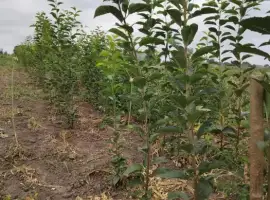 Зображення для оголошення Саджанці вишні Кантор Янош Фюртош