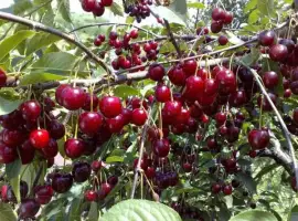 Зображення для оголошення Продам недорого саджанці крупної вишні