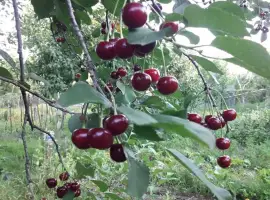 Зображення для оголошення Продам саджанці вишні