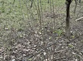 Зображення для оголошення Саджанці вишні чорнокорки