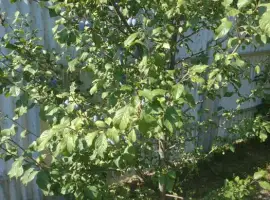 Зображення для оголошення Продам саджанці вишні Шпанка та сливи