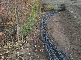 Зображення для оголошення Продам саджанці груші Ноябрська