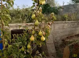 Зображення для оголошення Груша Нояборська Ксена. Яблуні .Виноград Руслан