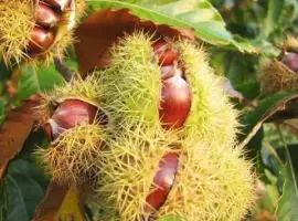 Зображення для оголошення Каштан їстівний (Castanea sativa) саджанці