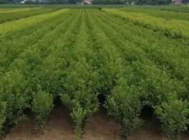 Зображення для оголошення Продам Подвой КИЗИЛА саженцы