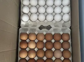 Зображення для оголошення КУРЯЧЕ ЯЙЦЕ ОПТОМ ВІД ВИРОБНИКА С1, С2