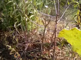 Зображення для оголошення Саженцы сладкого миндаля