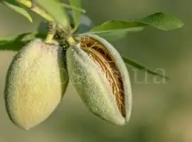 Зображення для оголошення Миндаль плодовый сладкий Аян (привитый)