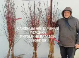 Зображення для оголошення Персик, Персик Инжирный, Нектарин. ОПТ и Розница