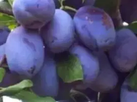 Зображення для оголошення Саджанці сливи венгерки