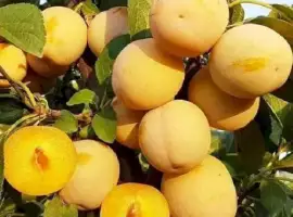 Зображення для оголошення Саджанці диплоїдної сливи – за доступною ціною!
