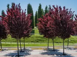 Зображення для оголошення Слива Піссарді Pissardi сакура магнолія садажнці