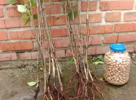 Зображення для оголошення Саджанці Сливи/Чернослив/Обліпиха/Калина/Фундук