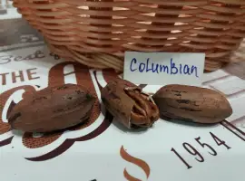 Зображення для оголошення Горіх Пекан «Columbian» (Колумбіан) саджанці