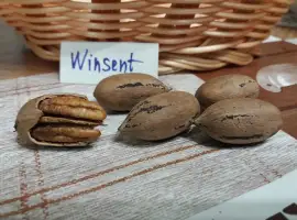 Зображення для оголошення Горіх Пекан "Winsent" (Вінсент) саджанці