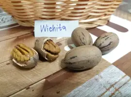 Зображення для оголошення Горіх Пекан "Wichita" (Вічіта) саджанці