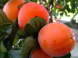 Зображення для оголошення Саджанці привитої хурми / Саженцы хурмы / Опт