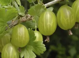 Зображення для оголошення Саджанець агрусу Хіномакі (Hinnomaki) середній