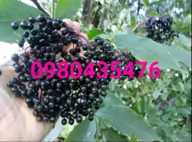 Зображення для оголошення Саженцы бузины черной