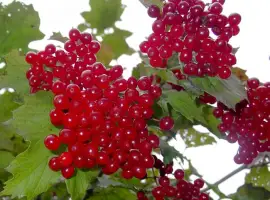 Зображення для оголошення Калина садовая (обыкновенная) саженцы