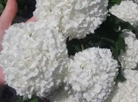 Зображення для оголошення Калина бульдонеж Roseum (декоративная) саженцы
