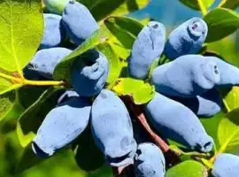 Зображення для оголошення 2 річні саджанці жимолості жимолость двох річна