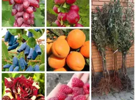 Зображення для оголошення Саженцы шелковицы, клубника, жимолость