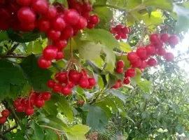 Зображення для оголошення Калина .Продам саджанці калини