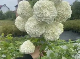Зображення для оголошення Калина махрова. Бульденеж