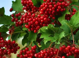 Зображення для оголошення Калина Коралова садженці