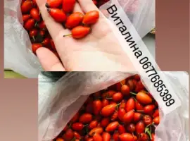 Зображення для оголошення Саженцы шиповника, злаковые «элимус песчаный»