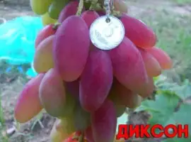 Зображення для оголошення Черенки ( Чубуки) винограда