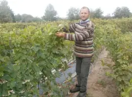 Зображення для оголошення Посадковий матеріал винограду. Чубуки