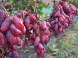 Зображення для оголошення Черенки(чубуки) винограда
