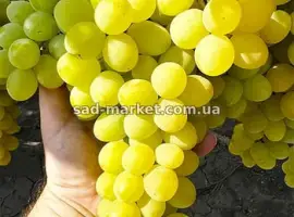 Зображення для оголошення Виноград Рататуй -черенки и саженцы