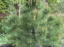 Зображення для оголошення Сосни саджанці на замовлення