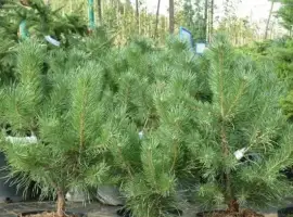 Зображення для оголошення Сосна Кримська, саджанці сосни, ялини,