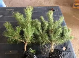 Зображення для оголошення Саджанці сосни звичайної — свіжі