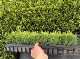 Зображення для оголошення Саджанець туя куляста Мірям ОПТ