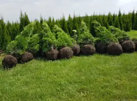 Зображення для оголошення Туї Смарагд! Акція від 1 м до 180 м садженці