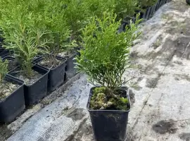 Зображення для оголошення Туя смагд, глобоза, ялівець саджанці