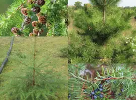 Зображення для оголошення Ялинка , сосна,модрина, ялівець саджанці