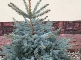 Зображення для оголошення Ялина блакитна Кейбаб.