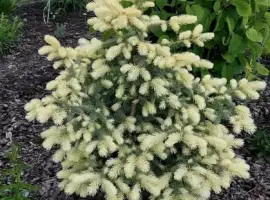 Зображення для оголошення Ялина колюча Біалобок (picea pungens Bialobok)