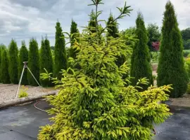 Зображення для оголошення Ялина східна Скайлендс (picea orientalis Skylanbs)