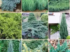 Зображення для оголошення Саджанці ялівцю (ЗКС) ОПТ–Роздріб