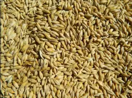 Зображення для оголошення Продам пшеницю Ячмінь ярий Фасовано в мішки
