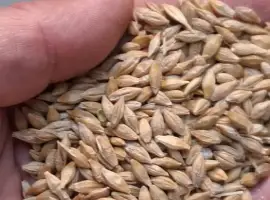 Зображення для оголошення Продам ячмінь посівний чистий